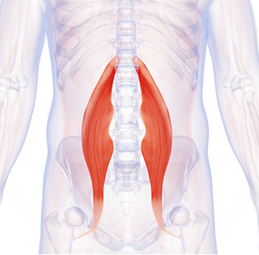 Hip Flexor Muscles