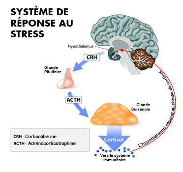 Stress Response System